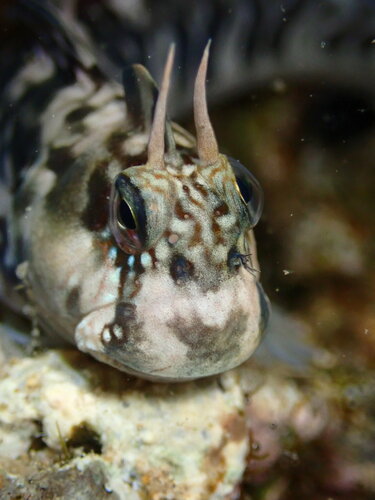Zebra Blenny