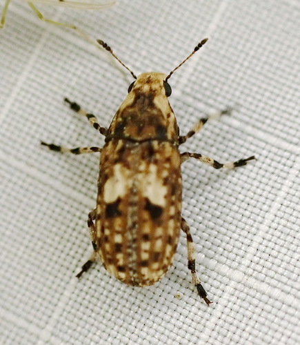 Marbled Fungus Weevil photo 6
