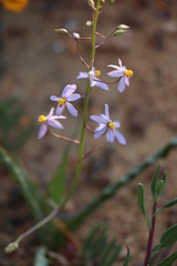 Cyanella hyacinthoides