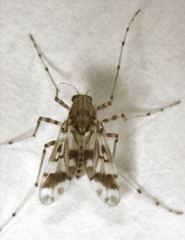 Tanypodinae
