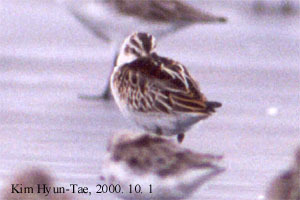 Calidris falcinellus