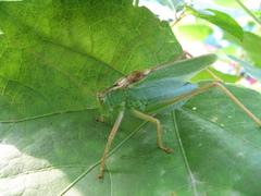 Tettigonia orientalis