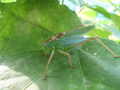 Tettigonia orientalis
