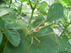 Tettigonia orientalis