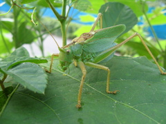 Tettigonia orientalis