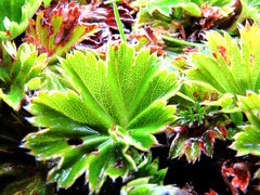 Alchemilla orbiculata
