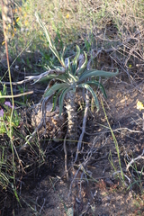 Tylecodon grandiflorus