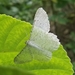 Avocado Spanworm Moth - Photo (c) Joe MDO, some rights reserved (CC BY-NC), uploaded by Joe MDO