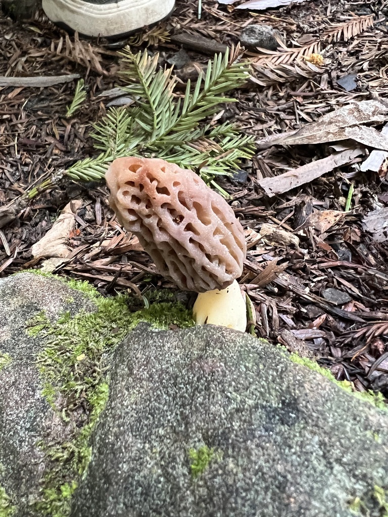 Black Morels from Santa Clara County, CA, USA on April 05, 2023 at 1028 AM by jellyfishww