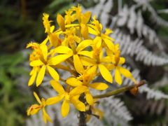 Epidendrum