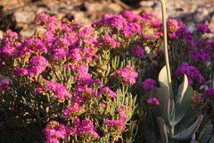 Mesembryanthemoideae