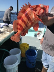 Sebastes nigrocinctus