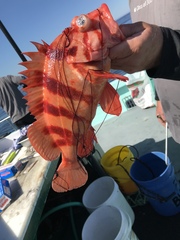 Sebastes nigrocinctus