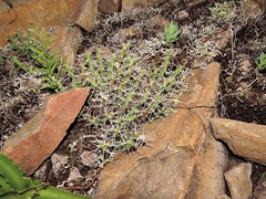 Euphorbia schinzii image