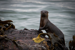 Marine Otter photo 2