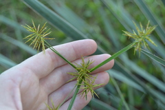 Cyperus hystricinus