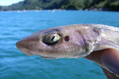 Narrowmouth Catshark photo 2