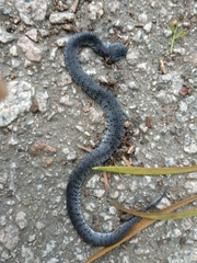 Pareas margaritophorus