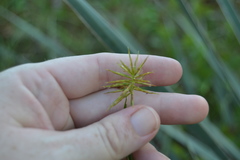 Cyperus hystricinus