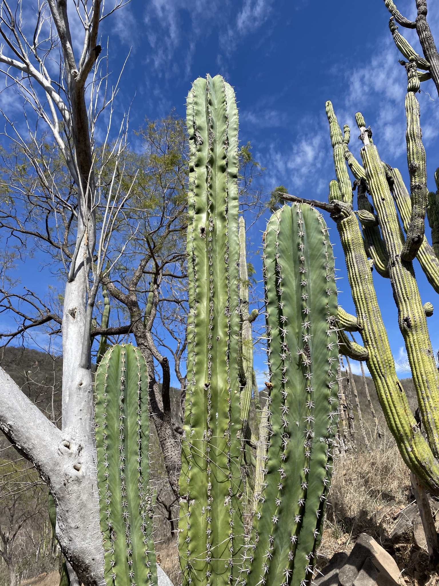 Pachycereus pecten-aboriginum | Botanico Hub