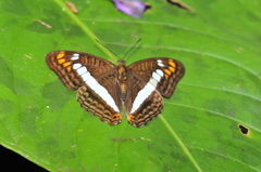 Adelpha alala