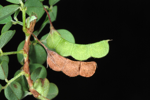Grona triflora