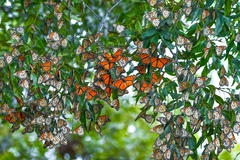 Danaus plexippus