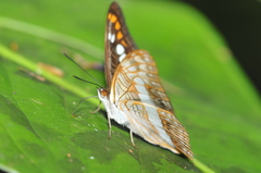 Adelpha alala