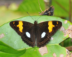 Adelpha justina