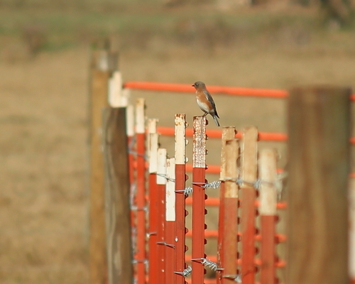 Eastern Bluebird photographed in Arkansas