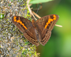 Adelpha levona