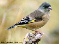 Grey-Capped Greenfinch photo 2