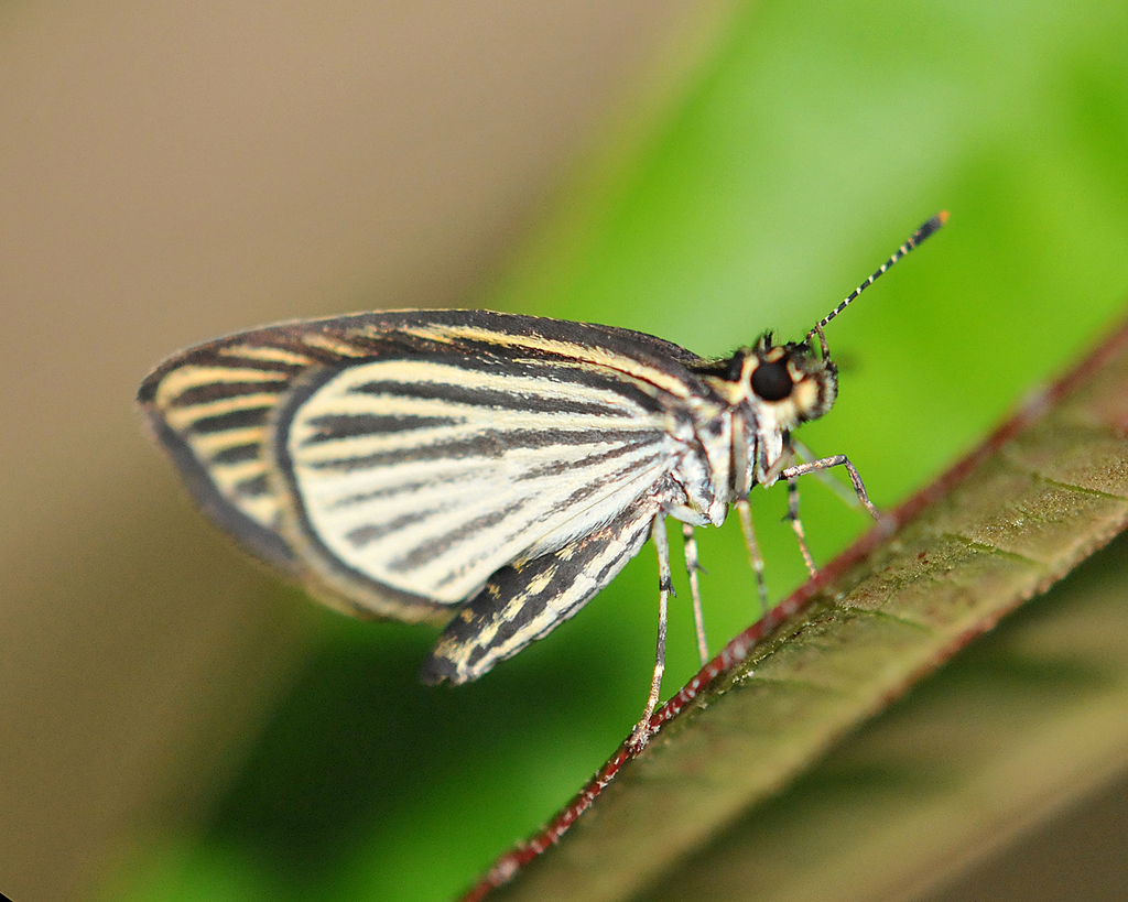 Delicate Skipper