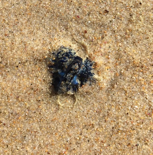 Glaucidae