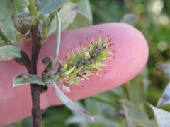 Salix wolfii