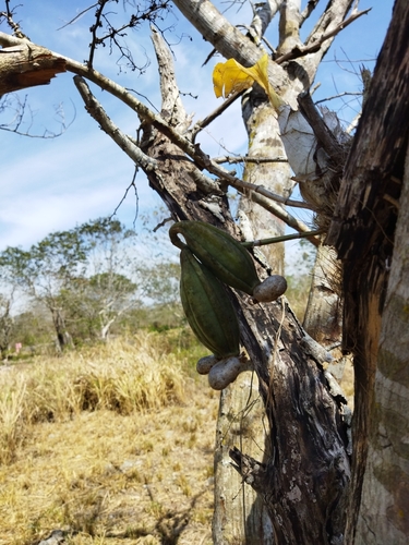 Image of Catasetum integerrimum by (c) Diego Puc Estrada, some rights reserved (CC BY)
