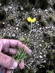 Tetraneuris linearifolia