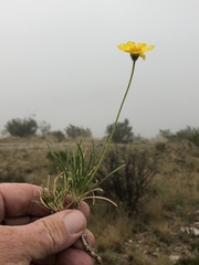 Tetraneuris linearifolia