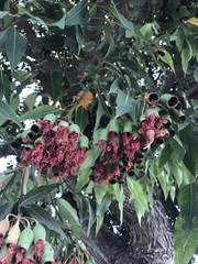 Corymbia ficifolia