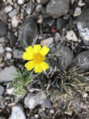 Tetraneuris linearifolia