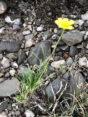 Tetraneuris linearifolia