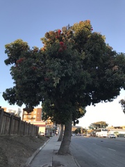 Corymbia ficifolia
