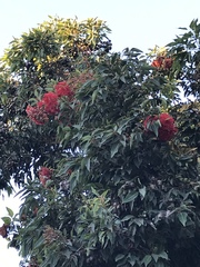 Corymbia ficifolia