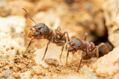 Red harvester ant