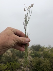 Polygala alba