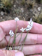 Polygala alba