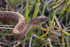 Dryophylax hypoconia