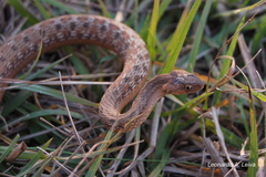 Dryophylax hypoconia