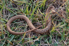 Dryophylax hypoconia