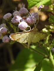 Blepharomastix ranalis